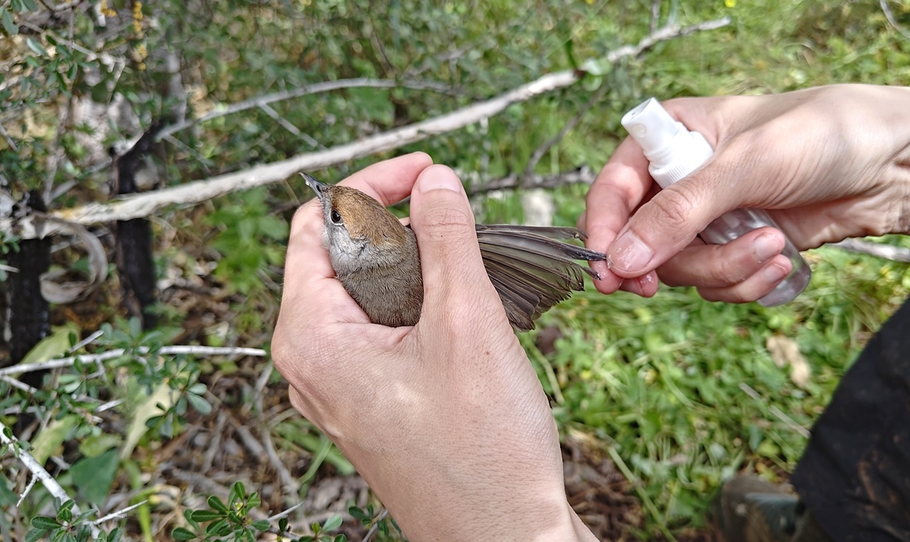 1. Cyprus Spring Bird Protection Camp Report - Bild 2